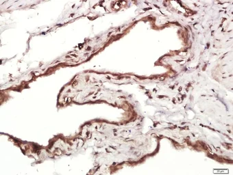 Anti-MMRN1 antibody used in IHC (Paraffin sections) (IHC-P). GTX52272