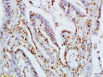 Anti-KLF4 antibody used in IHC (Paraffin sections) (IHC-P). GTX52307