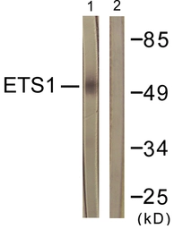 Anti-ETS1 antibody used in Western Blot (WB). GTX52308