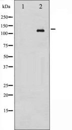 Anti-c-Abl (phospho Tyr412) antibody used in Western Blot (WB). GTX52311