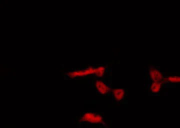 Anti-AHR (phospho Ser36) antibody used in Immunocytochemistry/ Immunofluorescence (ICC/IF). GTX52324
