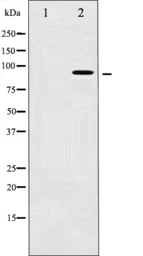 Anti-AHR (phospho Ser36) antibody used in Western Blot (WB). GTX52324