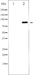 Anti-GluR2 (phospho Ser880) antibody used in Western Blot (WB). GTX52325