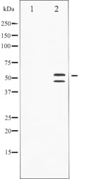 Anti-JNK (phospho Thr183) antibody used in Western Blot (WB). GTX52327