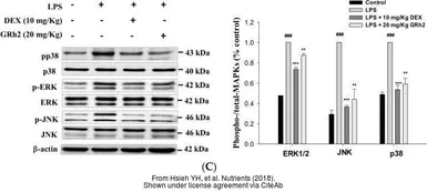 Anti-JNK (phospho Tyr185) antibody used in Western Blot (WB). GTX52328