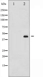 Anti-MEK1/2 (phospho Ser217) antibody used in Western Blot (WB). GTX52336