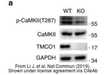 Anti-CaMK2 beta/ gamma/ delta (phospho Thr287) antibody used in Western Blot (WB). GTX52342