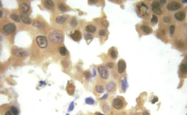 Anti-GRF1 (phospho Tyr1105) antibody used in IHC (Paraffin sections) (IHC-P). GTX52344