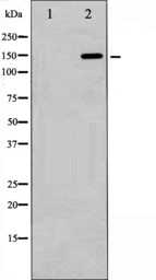 Anti-GRF1 (phospho Tyr1105) antibody used in Western Blot (WB). GTX52344