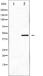 Anti-MKP 1/2 antibody used in Western Blot (WB). GTX52356