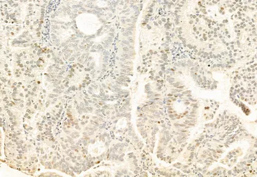 Anti-AHR antibody used in IHC (Paraffin sections) (IHC-P). GTX52358