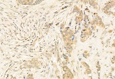 Anti-AHR antibody used in IHC (Paraffin sections) (IHC-P). GTX52358