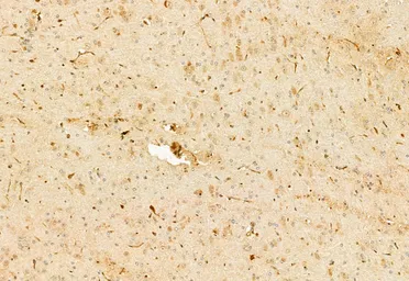 Anti-AHR antibody used in IHC (Paraffin sections) (IHC-P). GTX52358