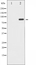Anti-GluR2 antibody used in Western Blot (WB). GTX52359