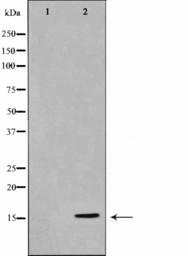 Anti-Histone H3 antibody used in Western Blot (WB). GTX52367