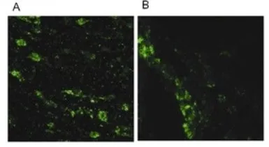 Anti-LRRK2 antibody used in IHC (Frozen sections) (IHC-Fr). GTX52385