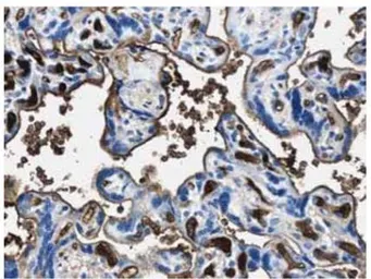 Anti-EPO antibody [5D12] used in IHC (Paraffin sections) (IHC-P). GTX52386