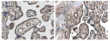 Anti-VEGFD antibody [7E79] used in IHC (Paraffin sections) (IHC-P). GTX52460