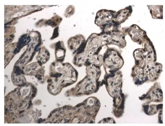 Anti-VEGFB antibody [7B43] used in IHC (Paraffin sections) (IHC-P). GTX52461