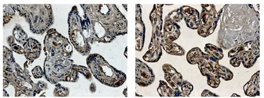 Anti-PLGF antibody [2D93] used in IHC (Paraffin sections) (IHC-P). GTX52463