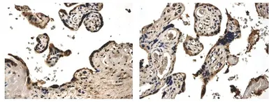 Anti-PDGF beta antibody [5F66] used in IHC (Paraffin sections) (IHC-P). GTX52467