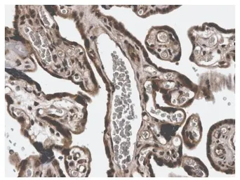 Anti-MMP3 antibody [3E44] used in IHC (Paraffin sections) (IHC-P). GTX52474