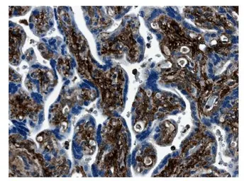 Anti-MMP7 antibody [4C21] used in IHC (Paraffin sections) (IHC-P). GTX52475