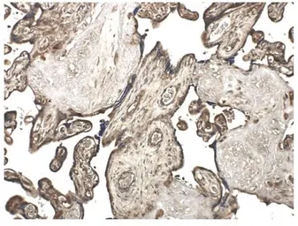 Anti-MMP10 antibody [9G10] used in IHC (Paraffin sections) (IHC-P). GTX52477