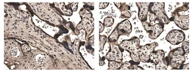 Anti-MMP15 antibody [5D11] used in IHC (Paraffin sections) (IHC-P). GTX52481