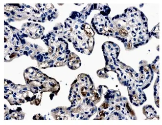 Anti-EPO receptor antibody [MM0031-6G7] used in IHC (Paraffin sections) (IHC-P). GTX52483