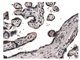 Anti-TIMP4 antibody [9F3] used in IHC (Paraffin sections) (IHC-P). GTX52489