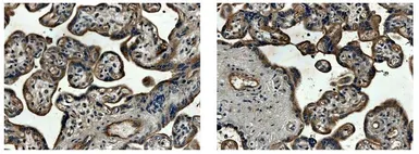 Anti-CTGF antibody [6B13] used in IHC (Paraffin sections) (IHC-P). GTX52490