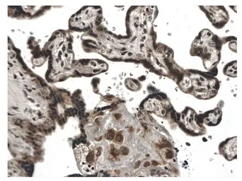Anti-CD40 antibody [9F21] used in IHC (Paraffin sections) (IHC-P). GTX52501