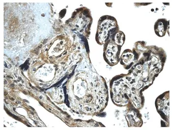 Anti-TGF beta Receptor 2 antibody [4F14] used in IHC (Paraffin sections) (IHC-P). GTX52507