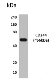 Anti-CD244 antibody [7D24] used in Western Blot (WB). GTX52521