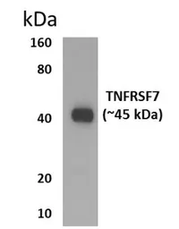 Anti-CD27 antibody [7H21] used in Western Blot (WB). GTX52618