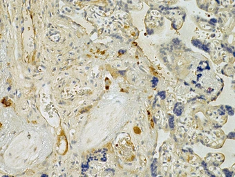 Anti-CXCL5 antibody [10L19] used in IHC (Paraffin sections) (IHC-P). GTX52669