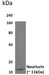 Anti-Neurturin antibody [32E21] used in Western Blot (WB). GTX52706