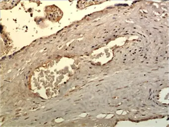 Anti-FGFR2 antibody [6L19] used in IHC (Paraffin sections) (IHC-P). GTX52731