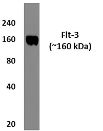 Anti-FLT3 antibody [9G23] used in Western Blot (WB). GTX52747