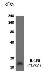 Anti-IL1F6 antibody [3C55] used in Western Blot (WB). GTX52839