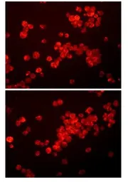 Anti-CD11b antibody [3V29] used in Immunocytochemistry/ Immunofluorescence (ICC/IF). GTX52875
