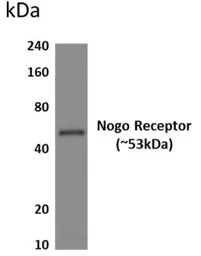 Anti-Nogo Receptor antibody [6H43] used in Western Blot (WB). GTX52947