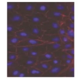 Anti-P-Cadherin antibody [9V11] used in Immunocytochemistry/ Immunofluorescence (ICC/IF). GTX52961