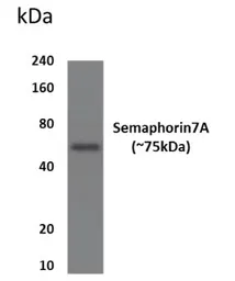 Anti-SEMA7A antibody [99D22] used in Western Blot (WB). GTX52991