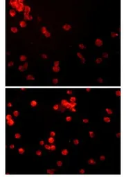 Anti-CD33 antibody [5C24] used in Immunocytochemistry/ Immunofluorescence (ICC/IF). GTX53002