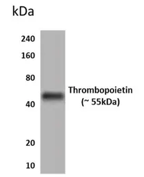 Anti-Thrombopoietin antibody [1Z3] used in Western Blot (WB). GTX53021
