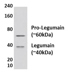 Anti-Legumain antibody [46I3] used in Western Blot (WB). GTX53080