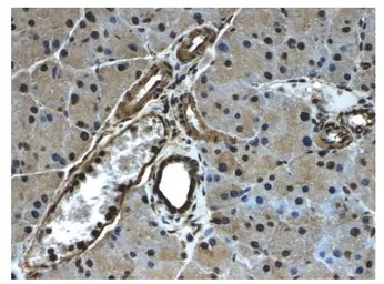 Anti-PDGF Receptor alpha antibody [3G28] used in IHC (Paraffin sections) (IHC-P). GTX53096