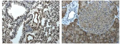Anti-TrkB antibody [6B10] used in IHC (Paraffin sections) (IHC-P). GTX53109